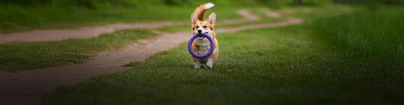 Pet Essentials